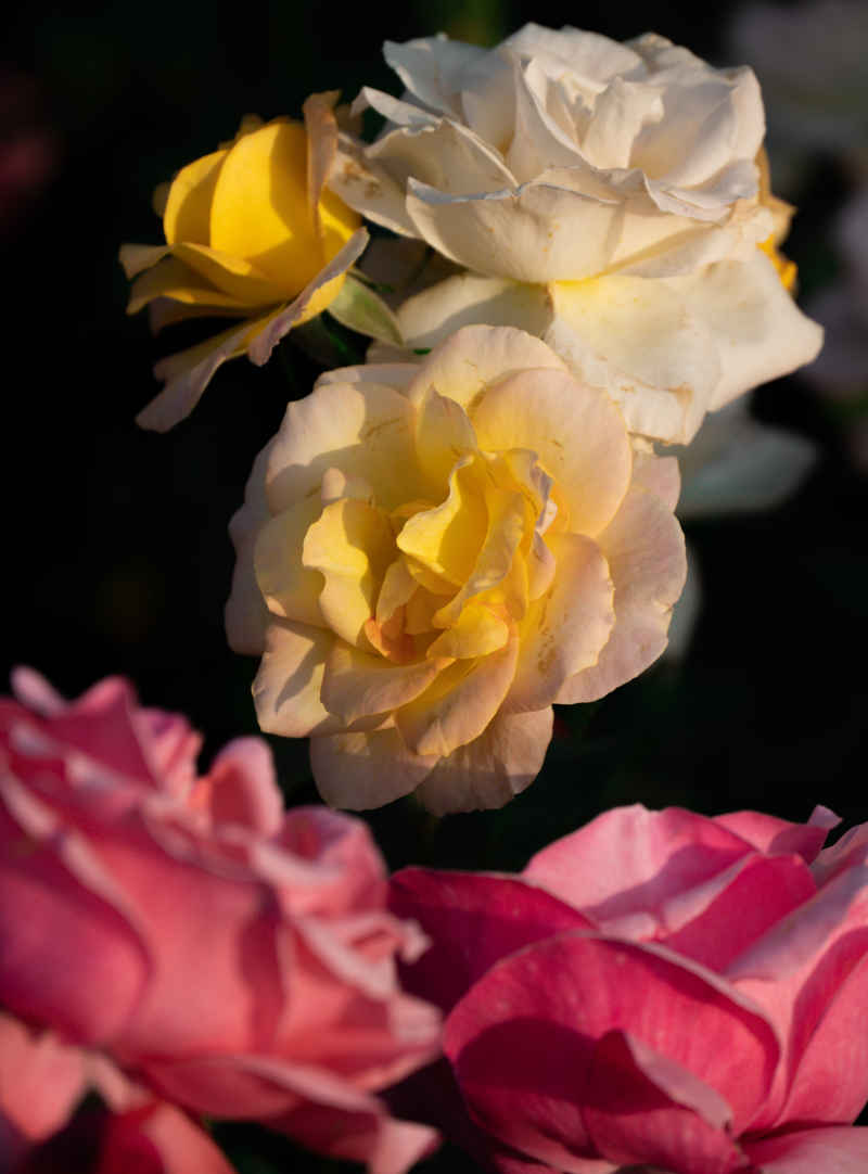 月季花