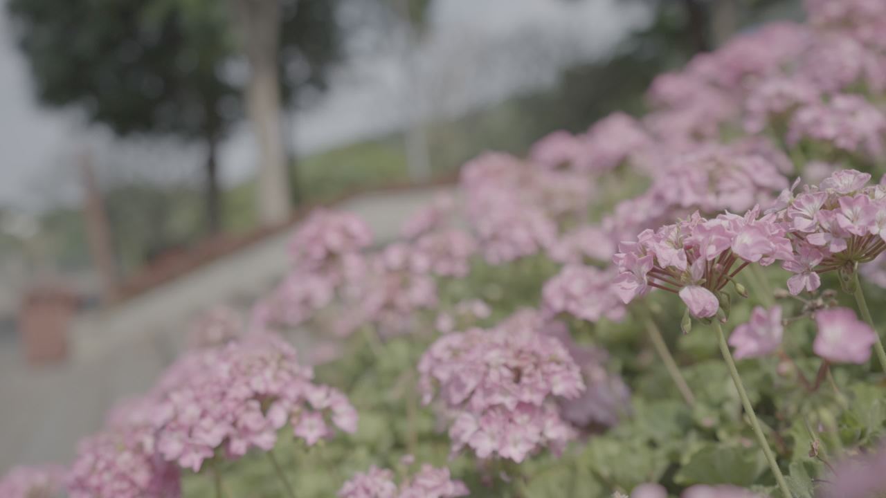 青秀山 1