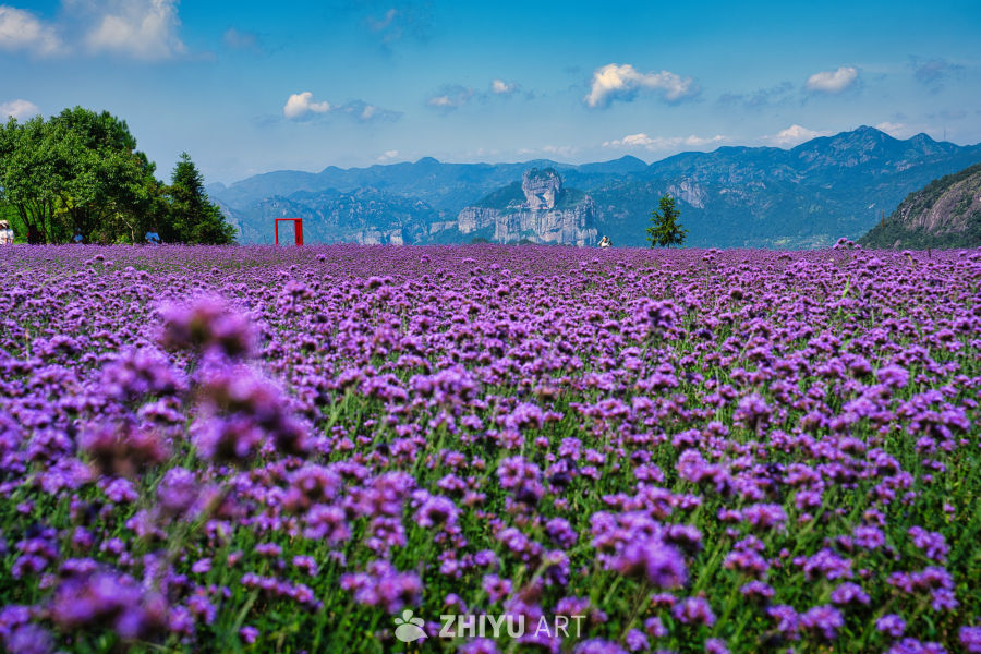 祺泰森林氧吧 8