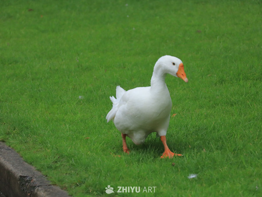 白鹅漫步绿草地