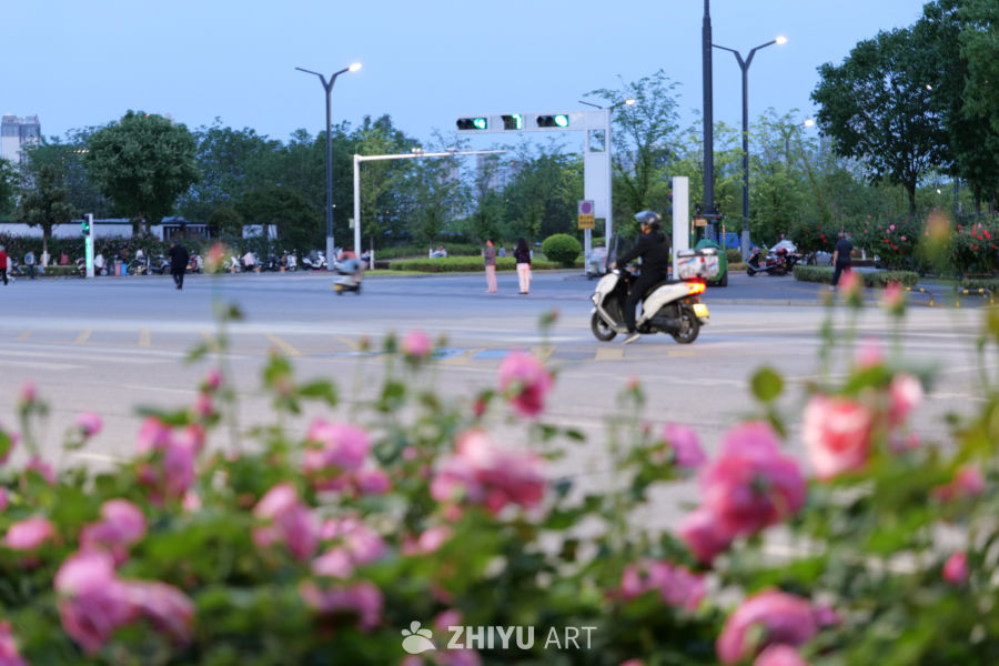 月季花 23