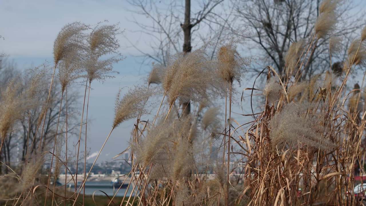芦苇在风中舞动