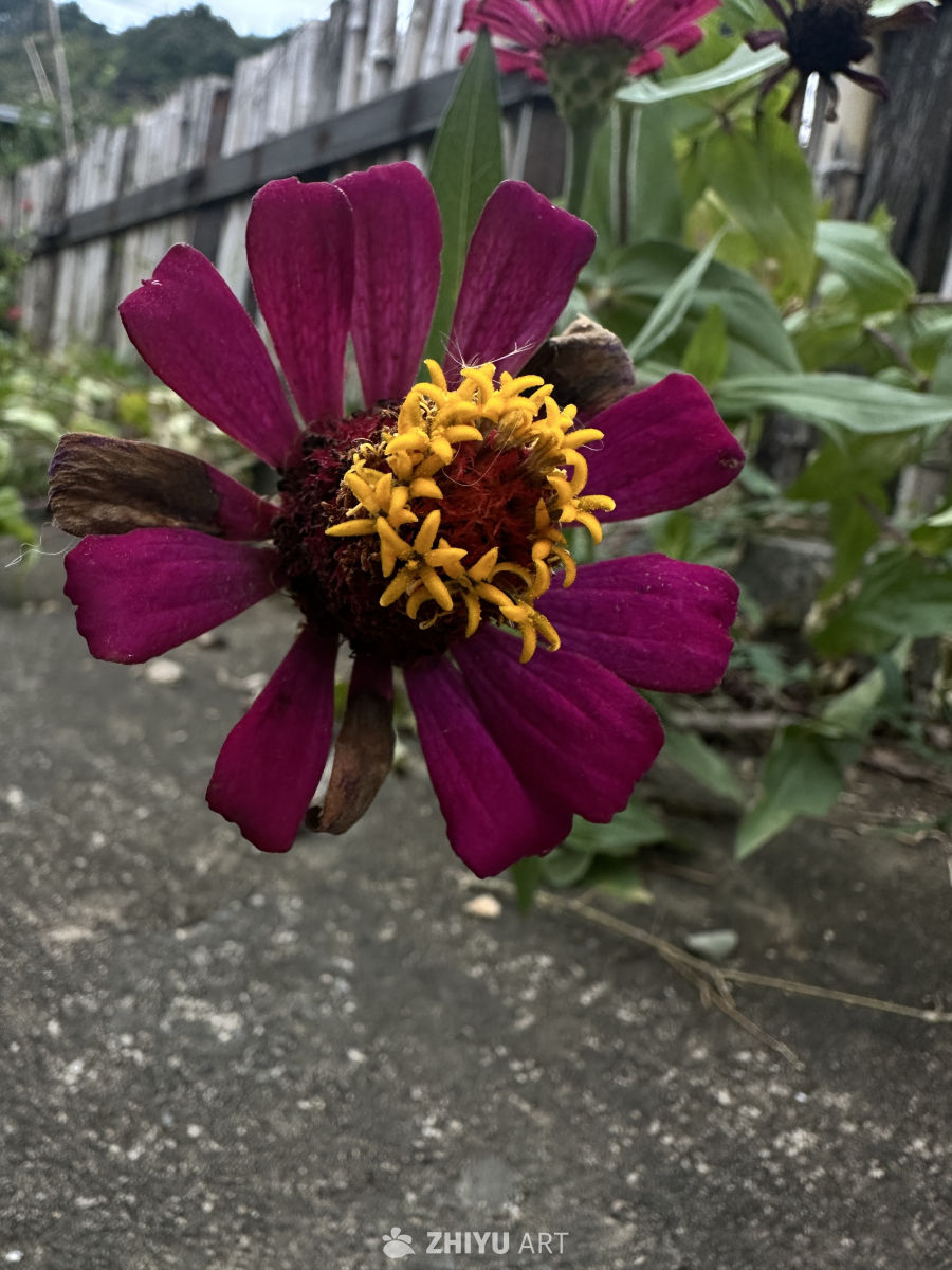 紫花雏菊的细腻之美