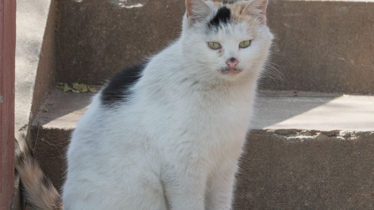 一只猫4K实拍