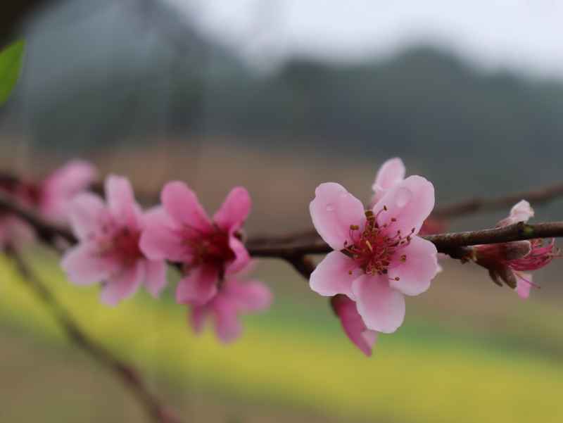 春色桃花相映开 15