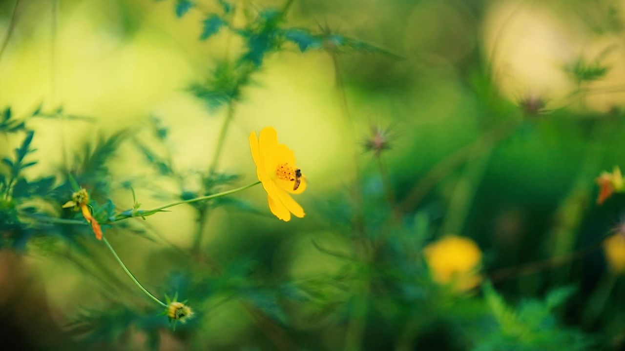 花海