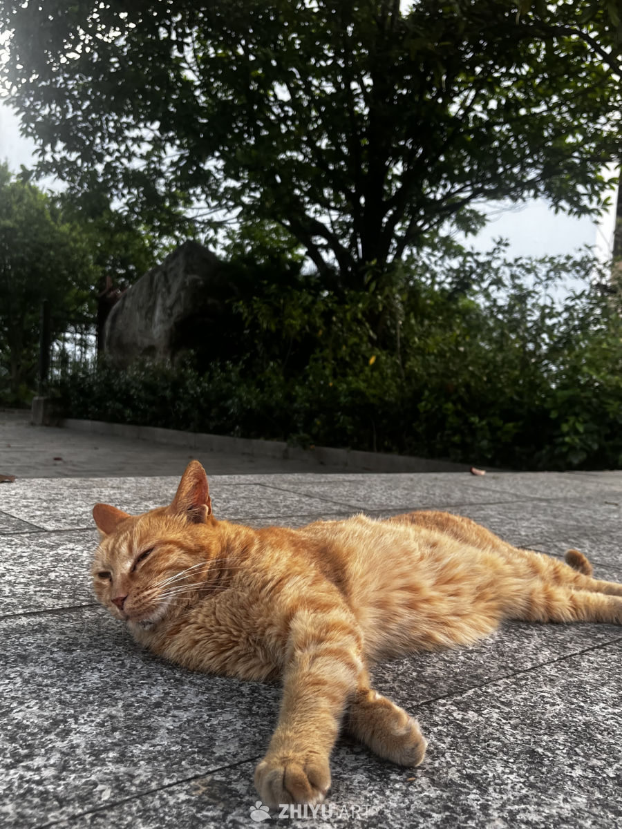 阳光下的午睡时光