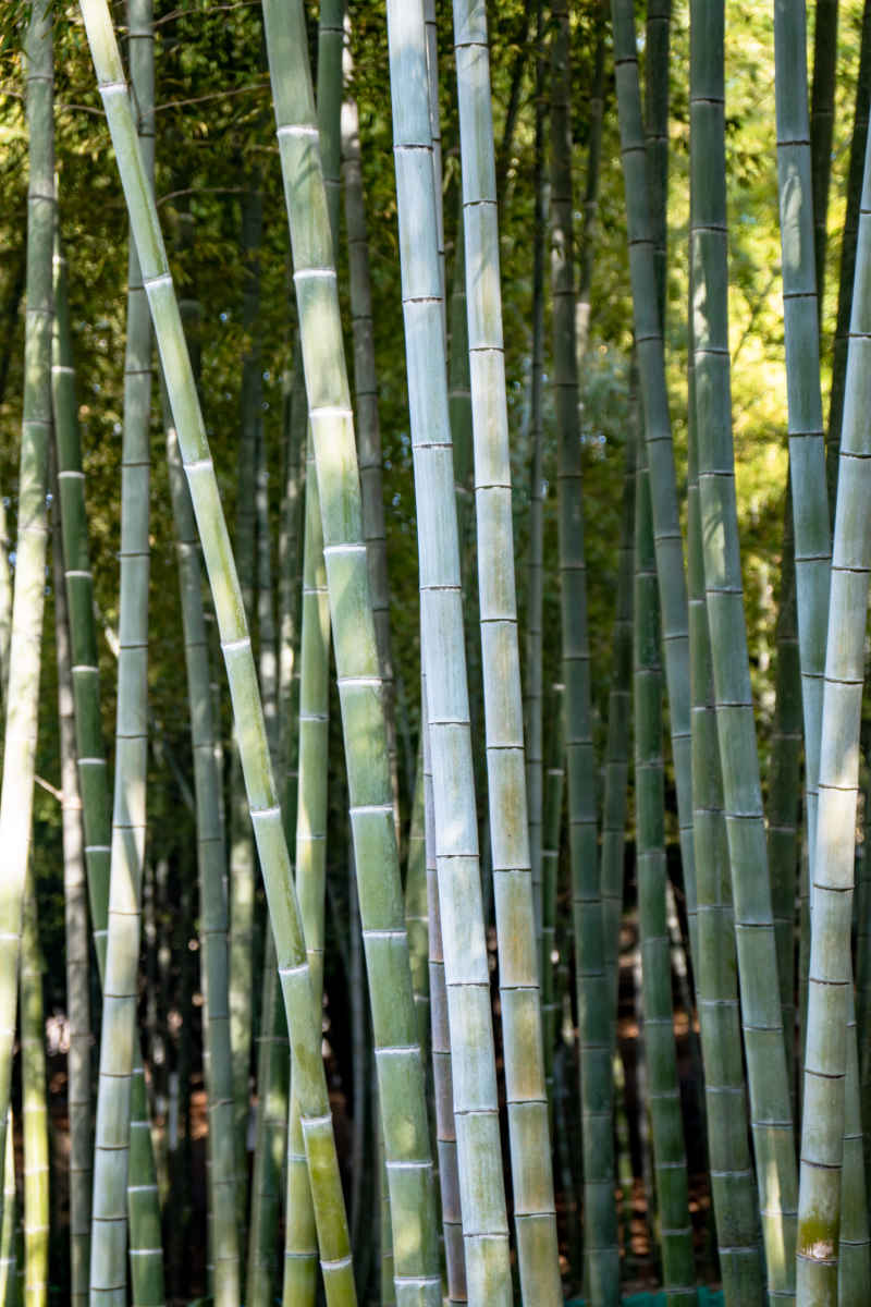 植物竹叶竹子树枝树叶摄影图