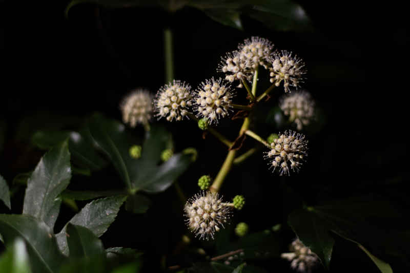 白花