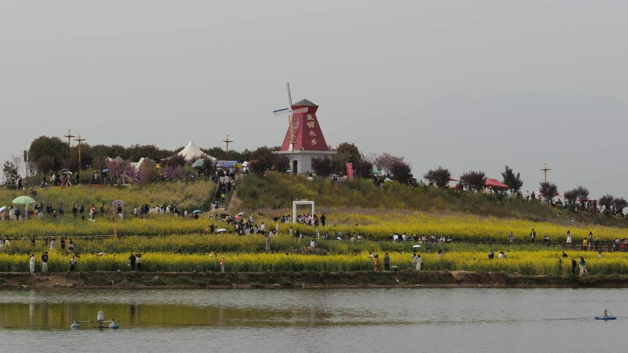 金色花海 26