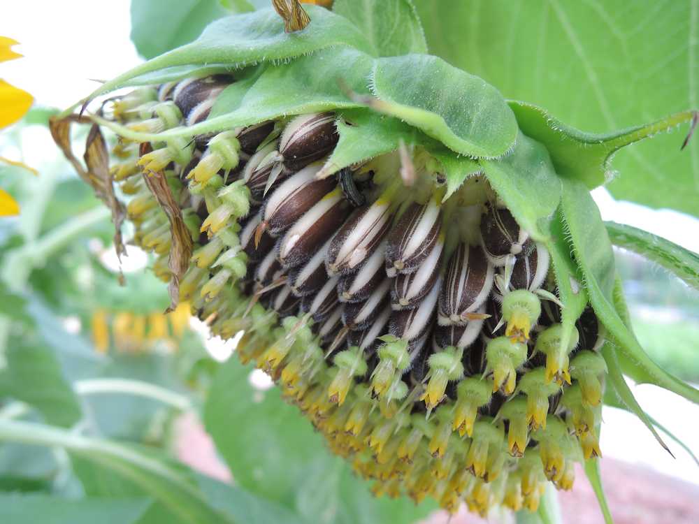 向日葵 葵花籽