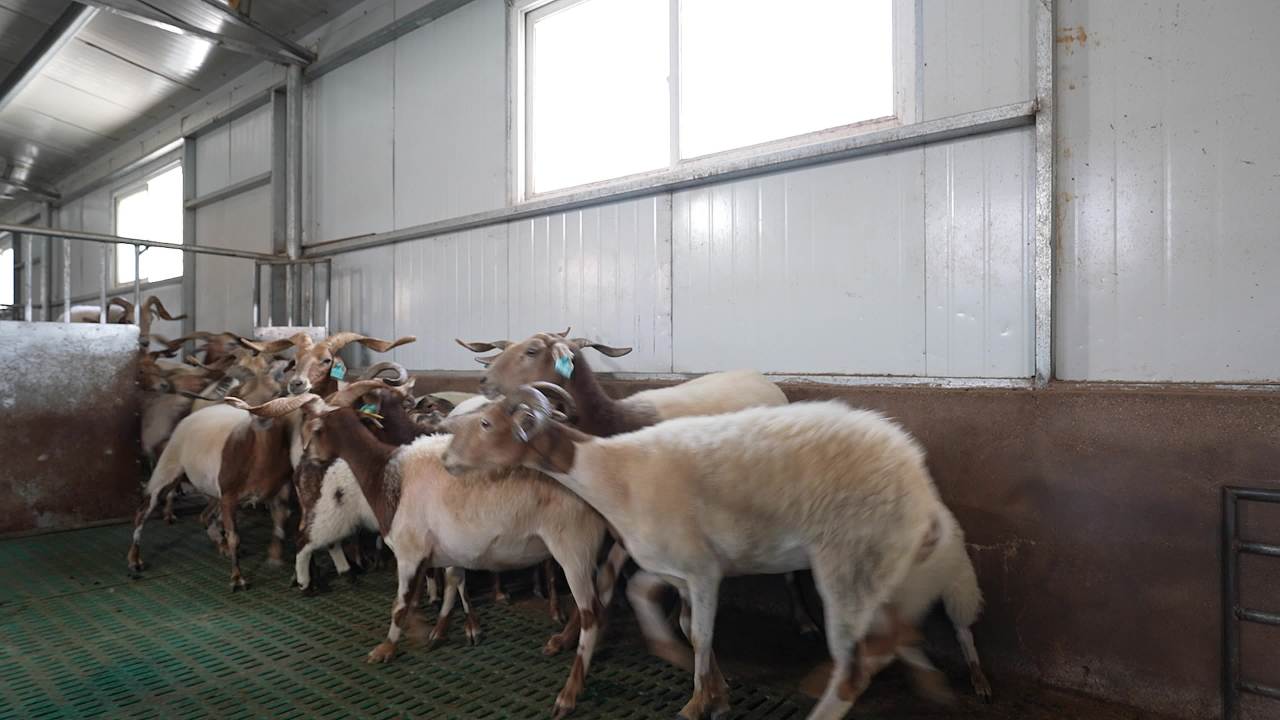 畜牧兽医团队工作记录