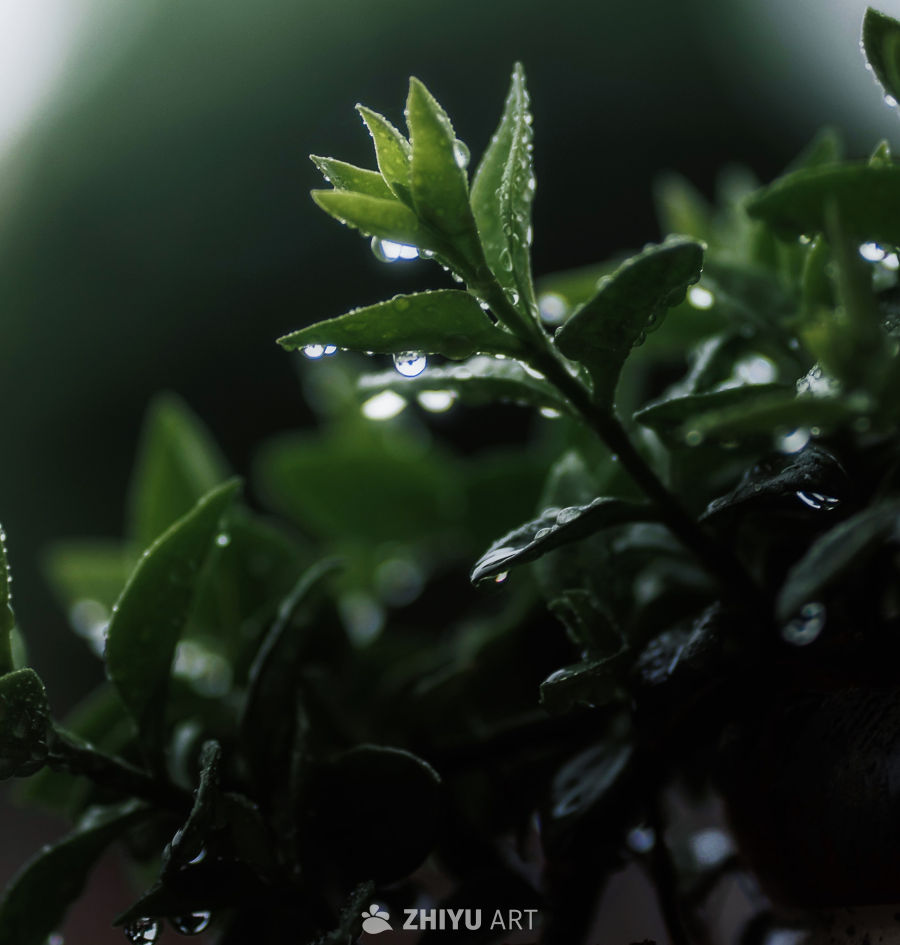 雨后