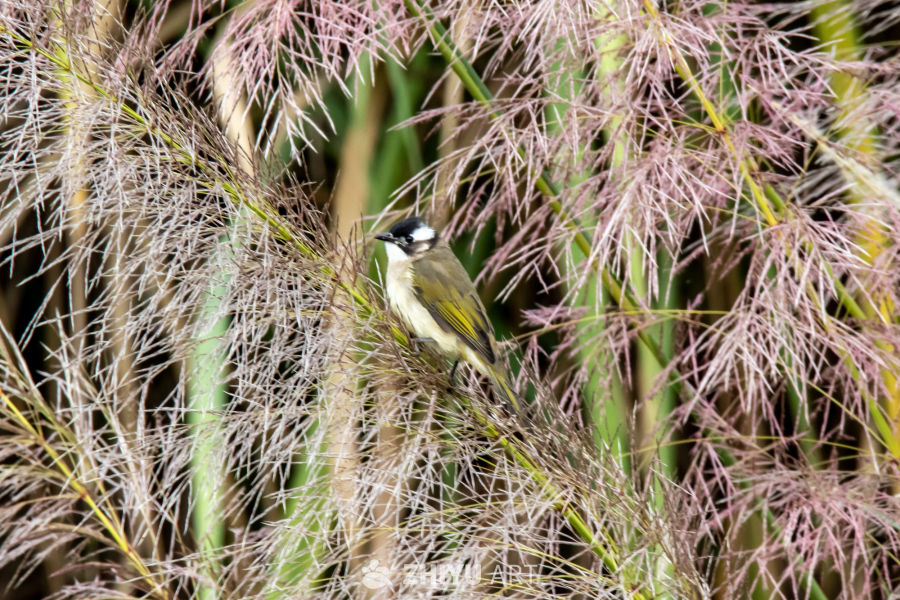 芦苇丛中的小鸟