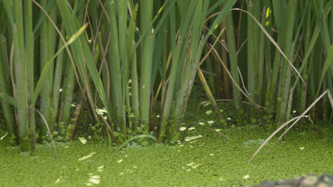 农村水稻田野粮食庄稼 47