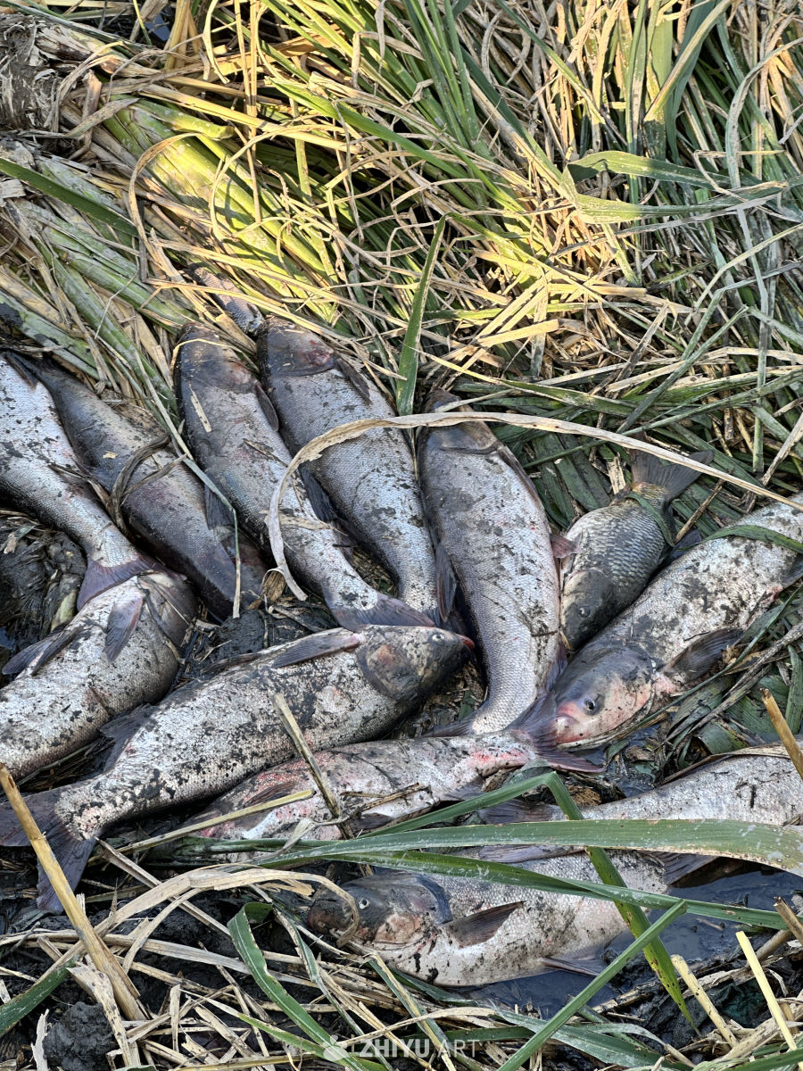 丰收的渔获：自然的馈赠