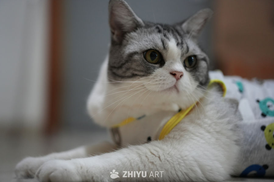 猫咪 20