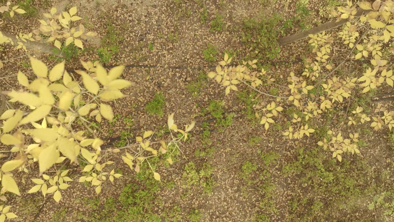 秋日森林航拍