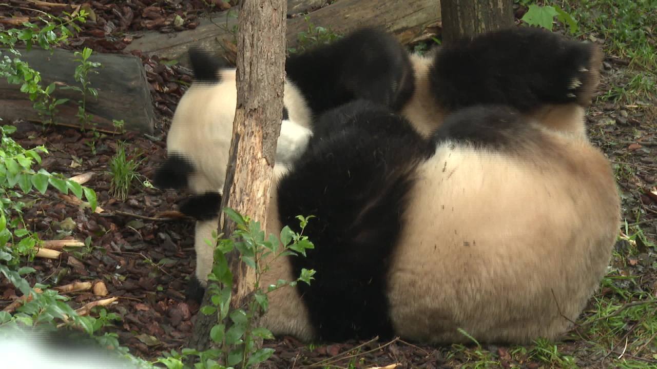 熊猫基地熊猫一组