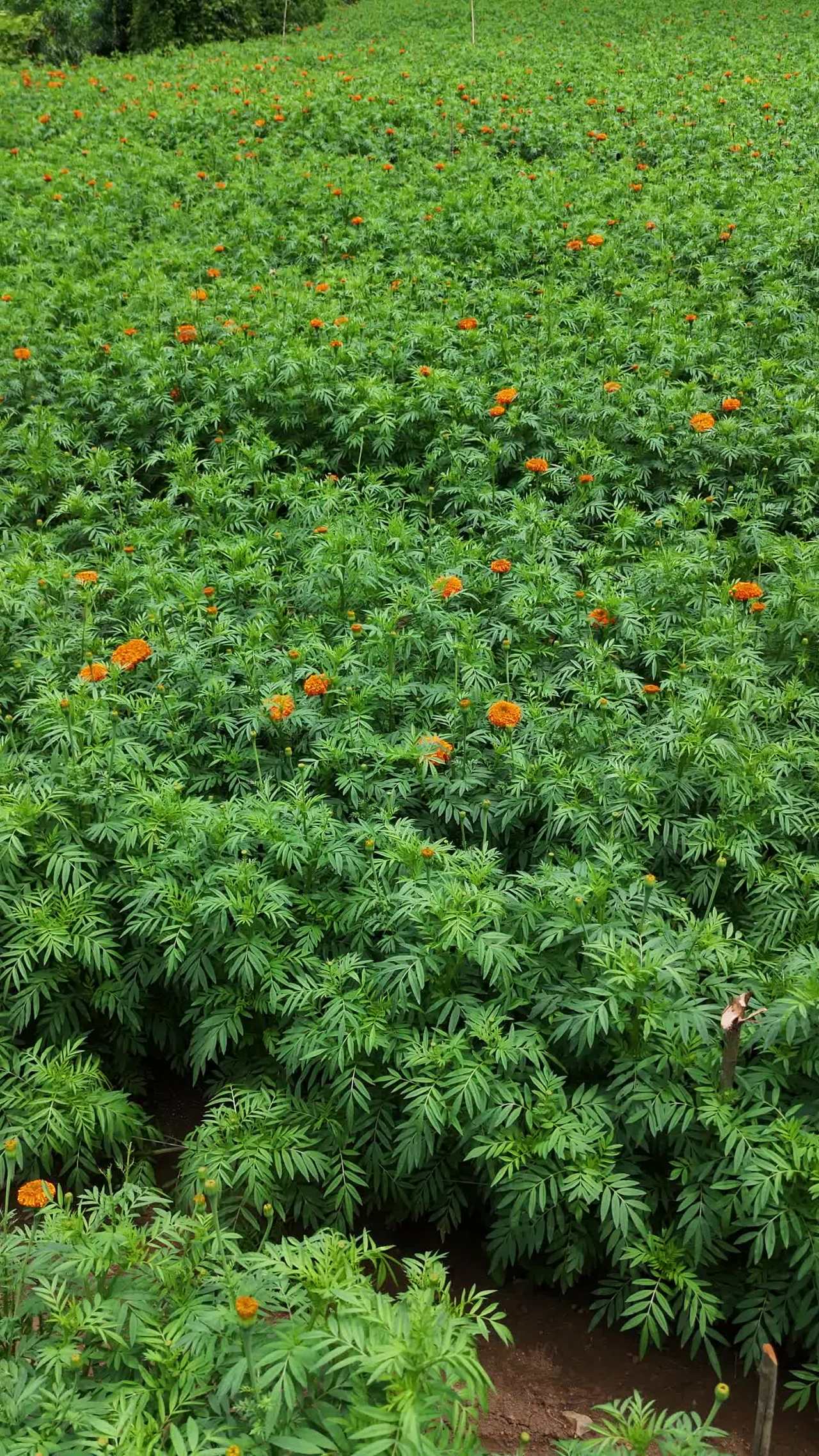 橙色花海的宁静之美