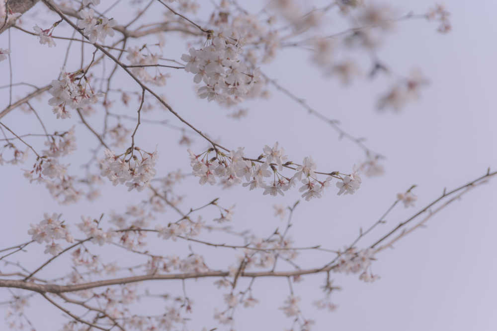 樱花绽放