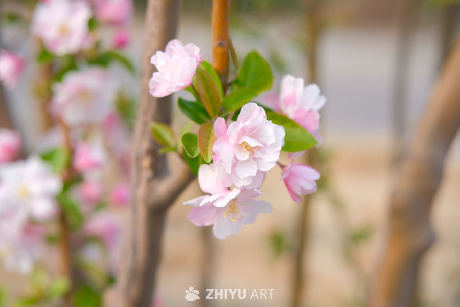春天海棠花 46