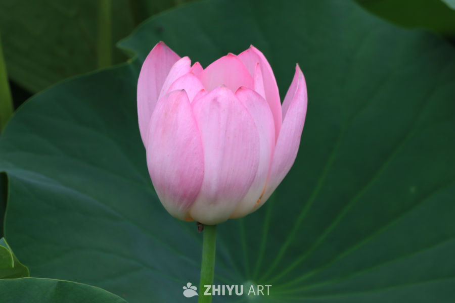 荷花 45