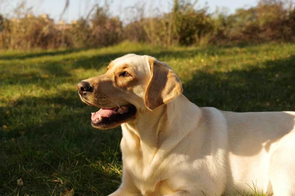 拉布拉多犬