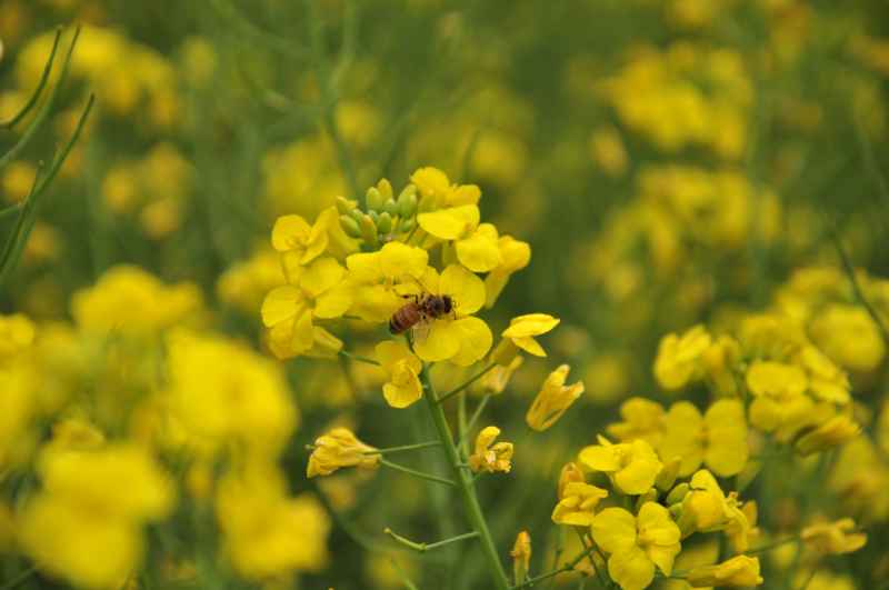 油菜花