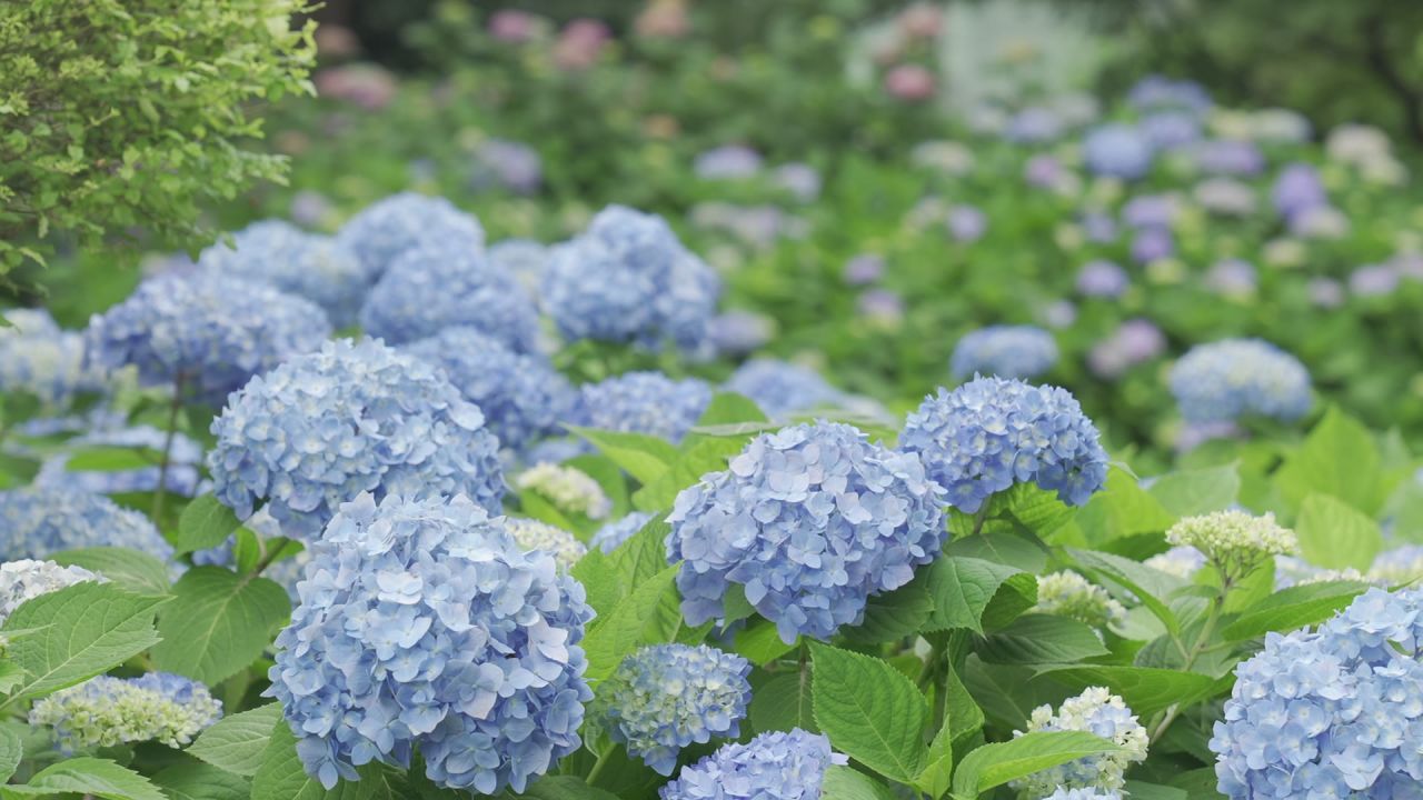 花海 4