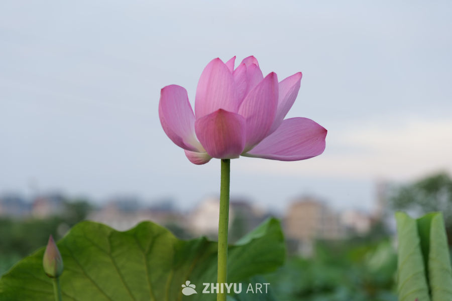 荷花 23