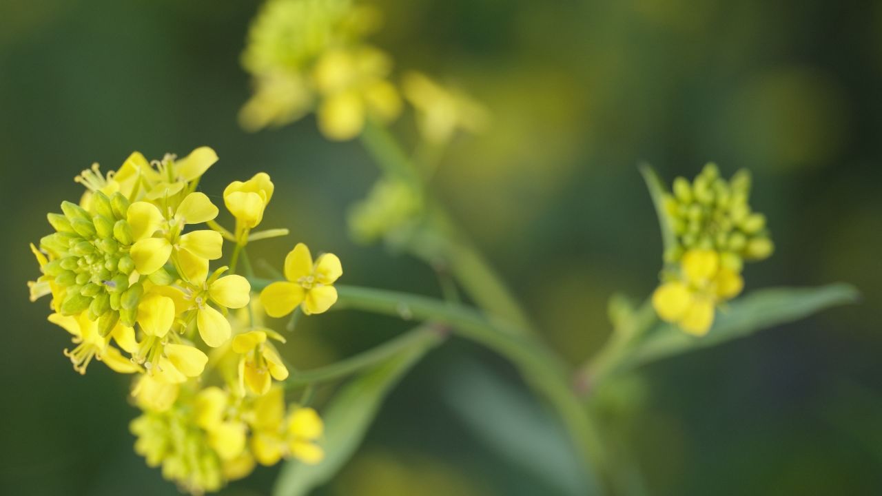 春天农村油菜花海蜜蜂采蜜 24