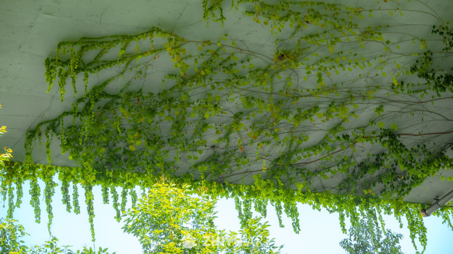 藤蔓缠绕的绿色墙面