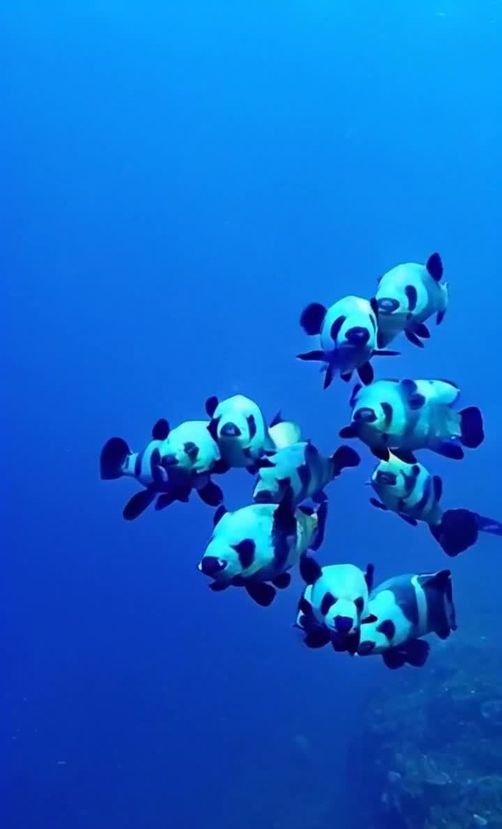 熊猫图案鱼群深蓝海中游动