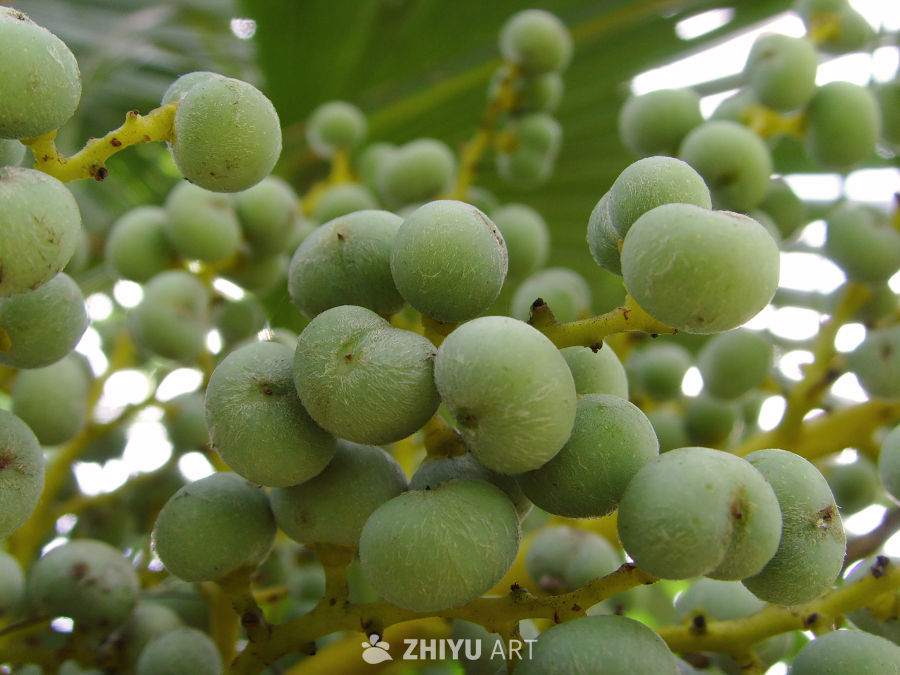 植物，树木 3