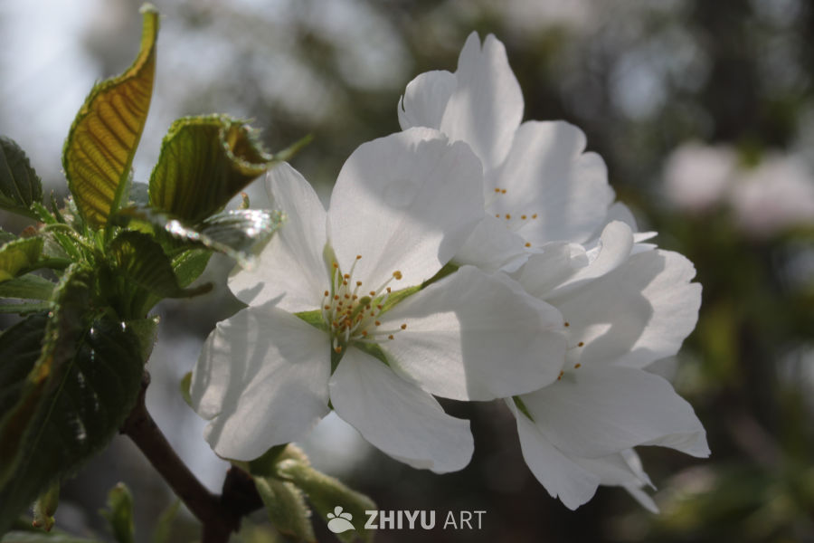 春日樱花绽放