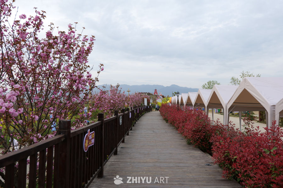 油菜花海 4