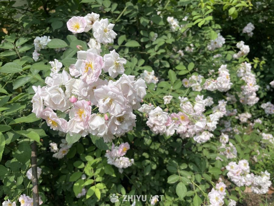 春季花卉 16