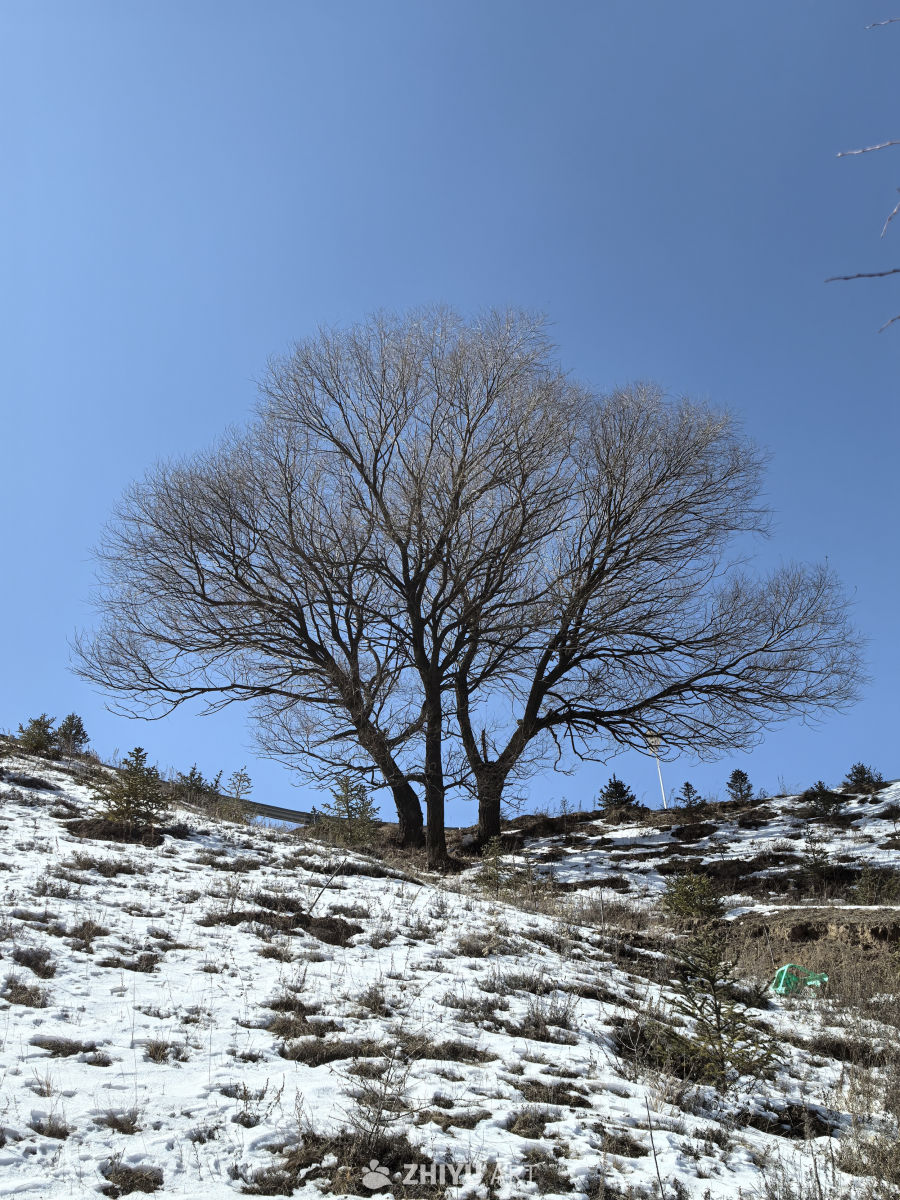 大西北农村雪景， 4
