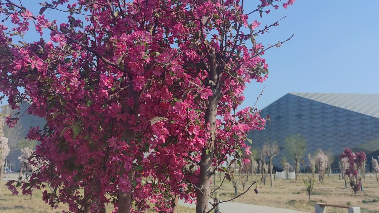 春天 花已开 8