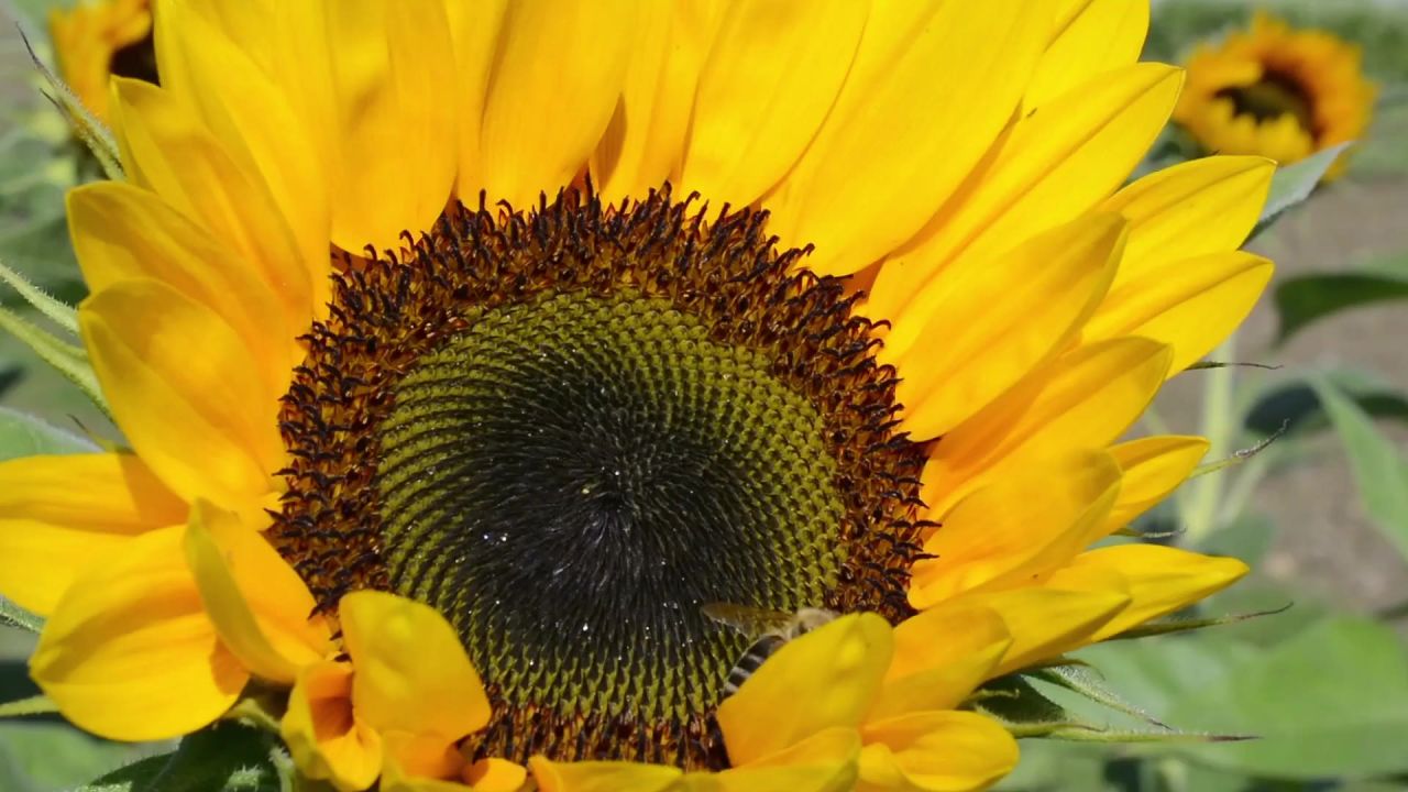 蜜蜂收集花粉向日葵