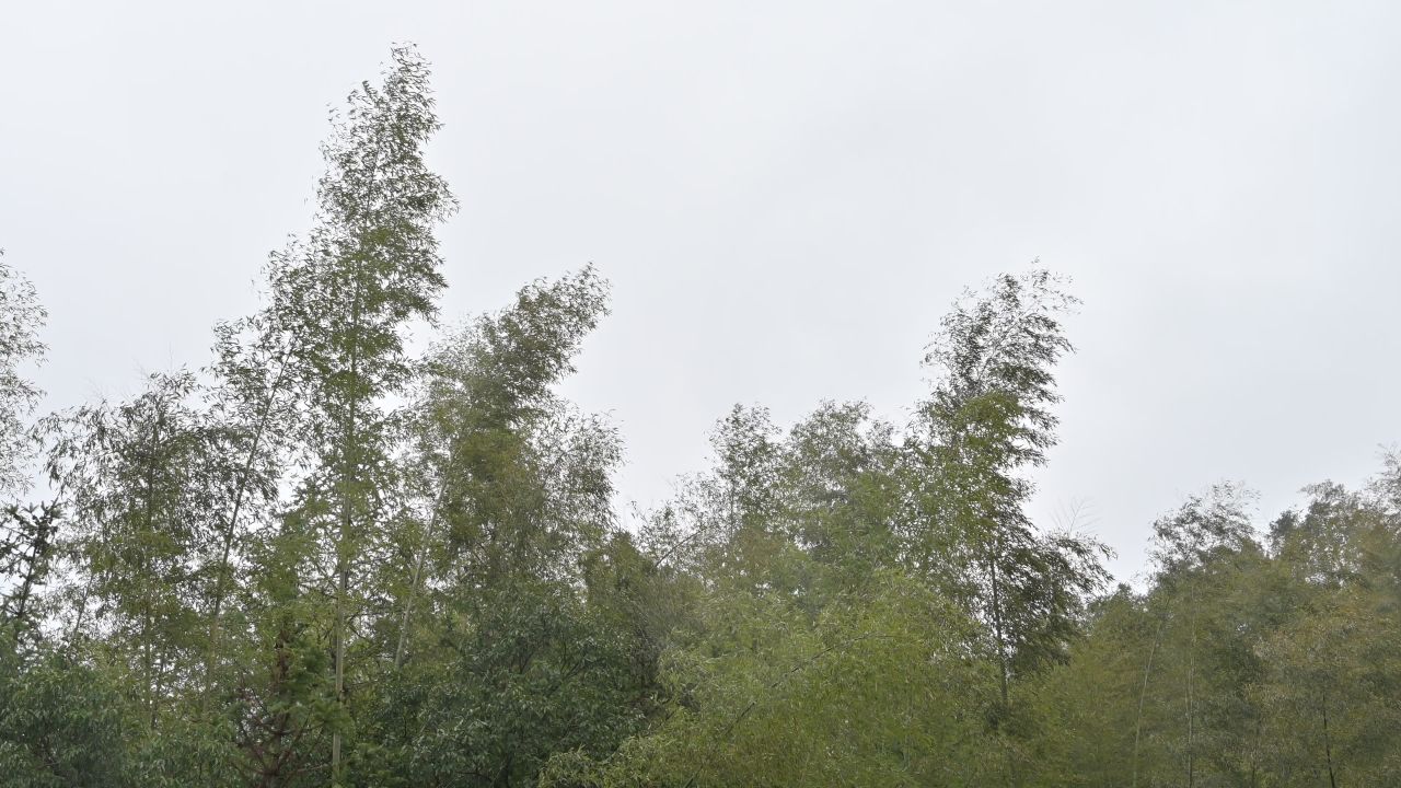 风吹 竹林 竹子 阴天 雨天