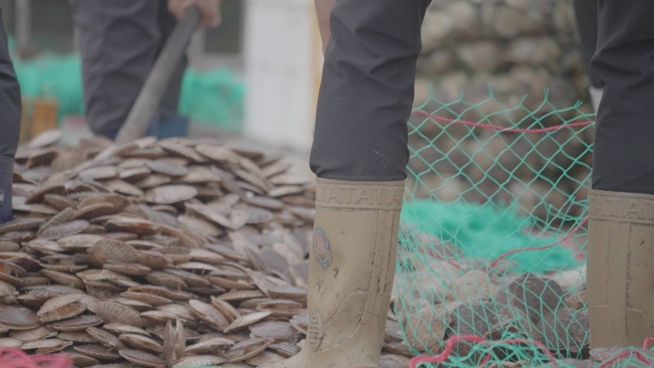 渔民扇贝分拣作业