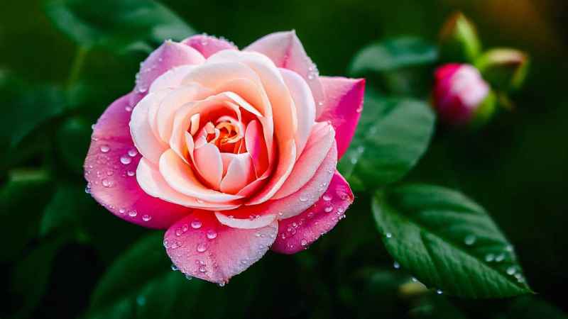 鲜花 19