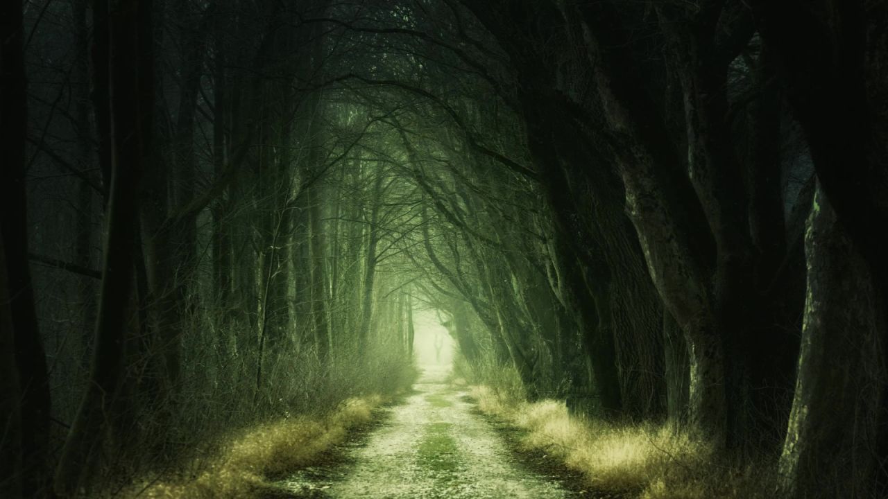 森林阴沉黑性质雾树木神秘很奇怪令人毛骨悚然童话故事黑暗梦想吓人