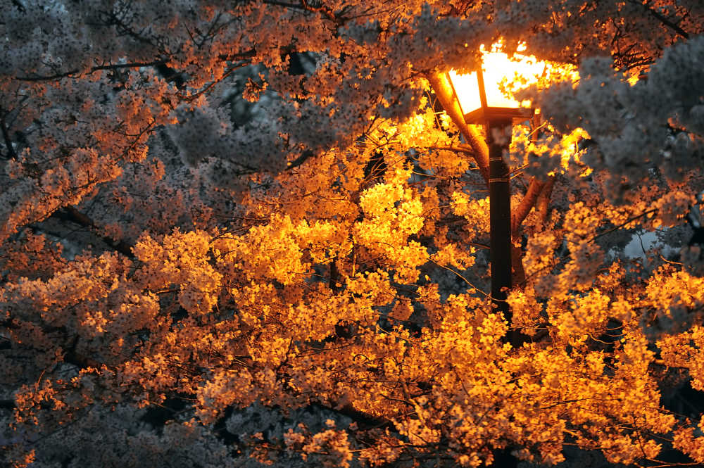 夜灯观樱花