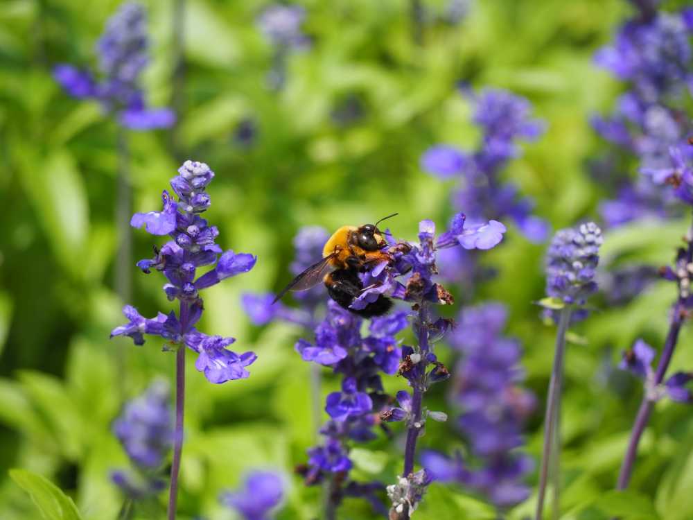 蜜蜂