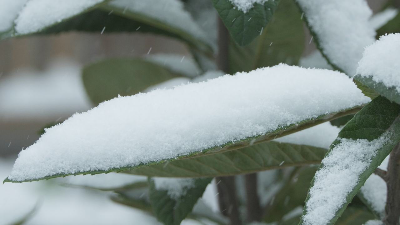 冬天冬季下雪花白雪皑皑 12