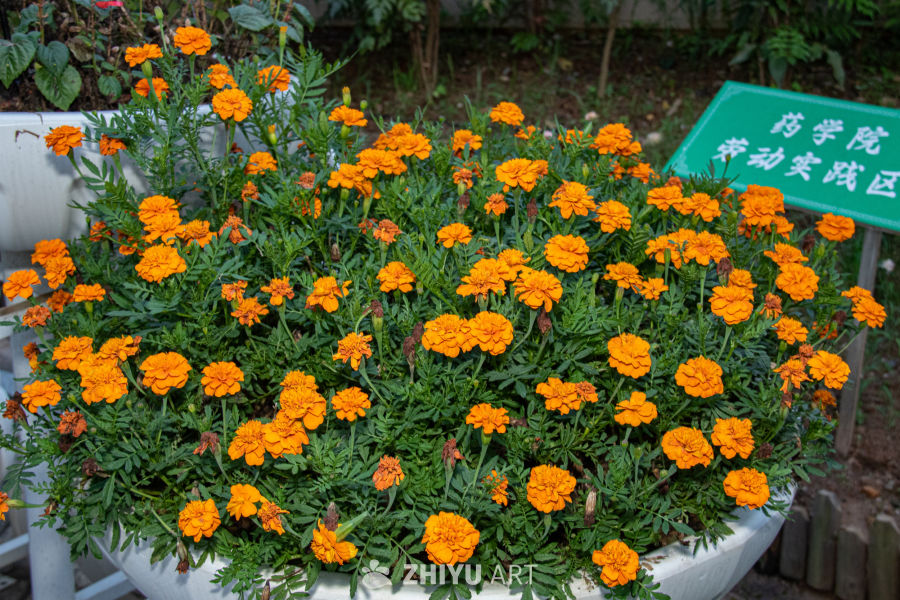 橙色花海盛开的花盆