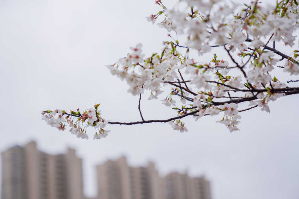 樱花季